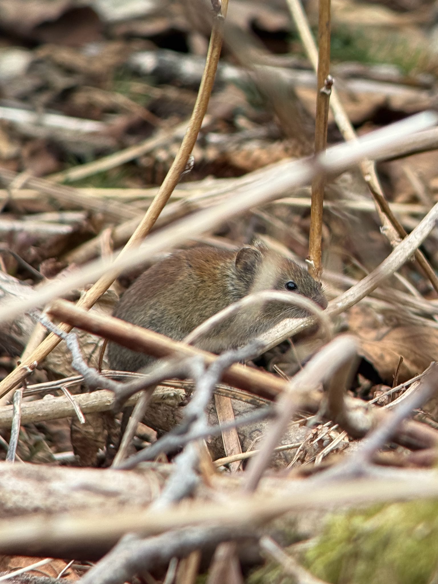 Northern red-backed vole among leaf litter and dry twigs on the forest floor