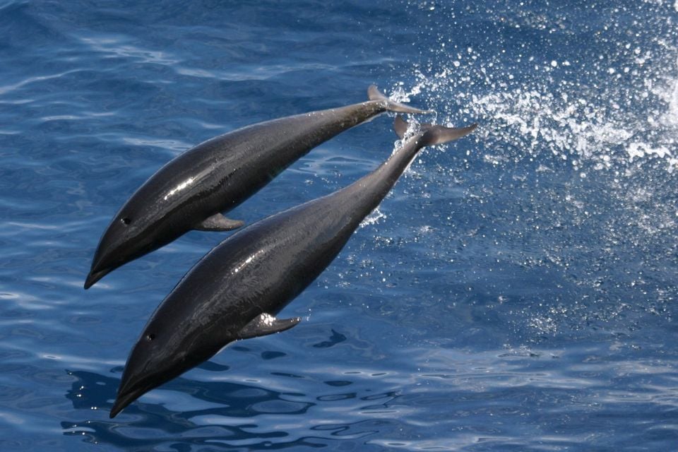 Anim1749 - Flickr - NOAA Photo Library