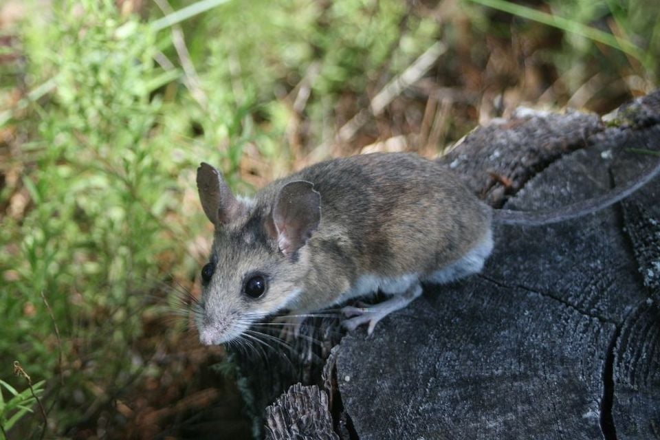 Northern rock mouse peering out from cover with large ears and long whiskers