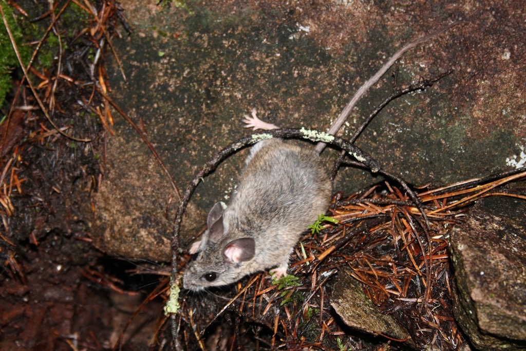 Northern rock mouse climbing a lichen-covered branch against bare rock