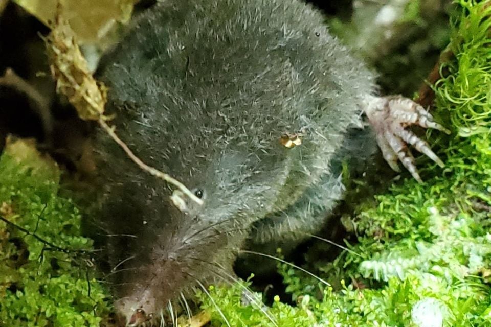 Northern Short-tailed Shrew (Blarina brevicauda)