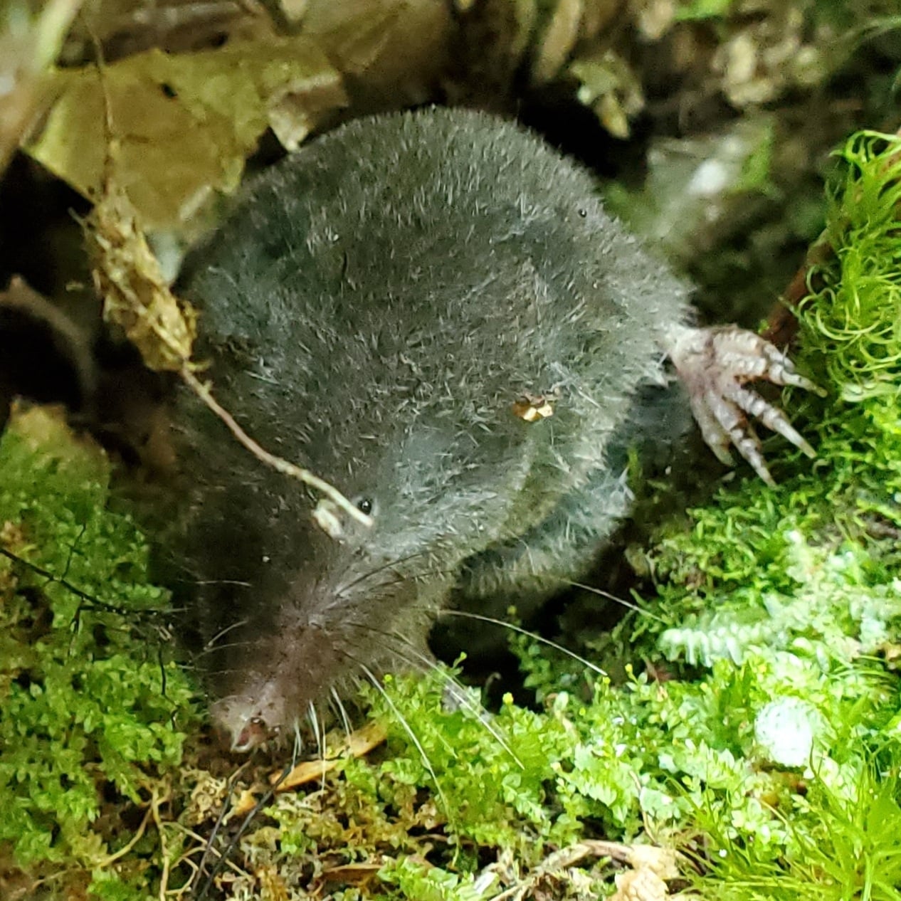 Northern Short-tailed Shrew (Blarina brevicauda)