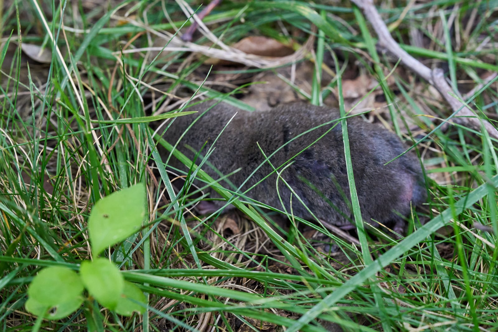 Live northern short-tailed shrew in green grass