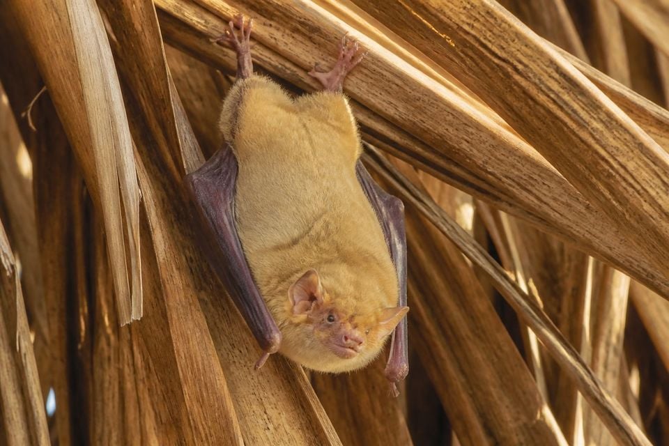 AI-generated image: northern yellow bat hanging head-down among dead palm fronds. No public-domain photograph of this species exists. This image was generated with AI from verified reference material and reviewed by our editorial team for accuracy