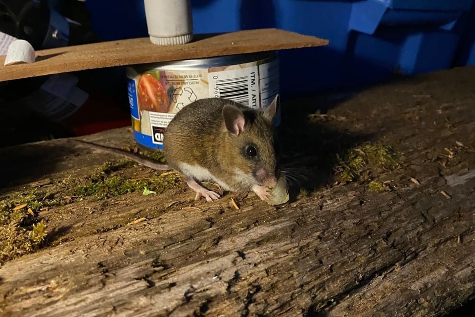 Northwestern deer mouse eating on a mossy wooden deck at night