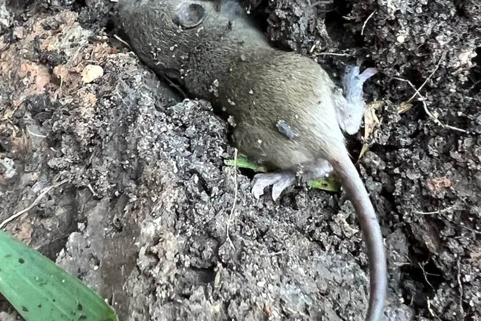 Northwestern marsh rice rat on a bare soil bank, unrestrained