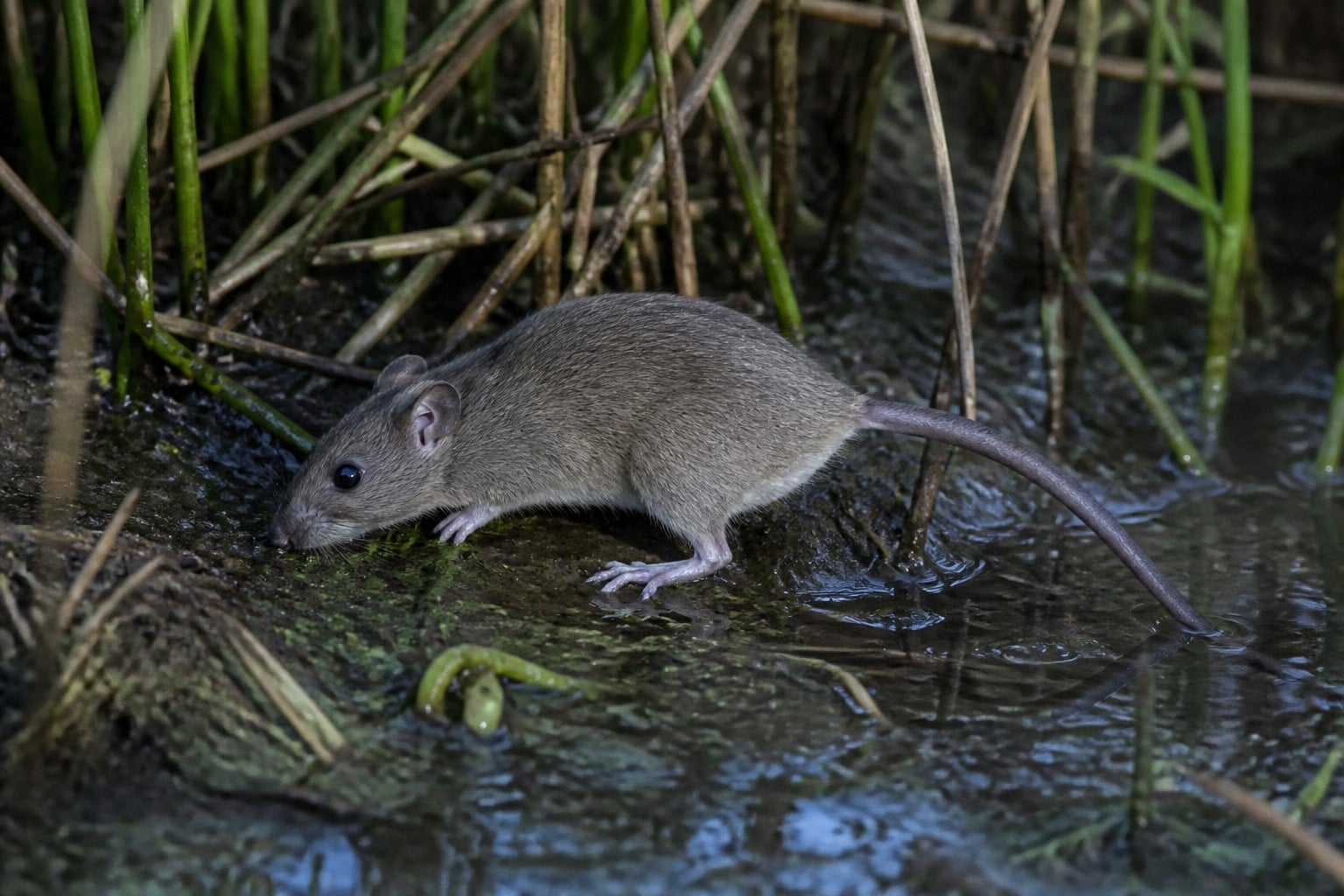AI-generated image: Northwestern marsh rice rat foraging among sedges at dusk. No additional license-safe photograph of this species exists. This image was generated with AI from verified reference material and reviewed by our editorial team for accuracy