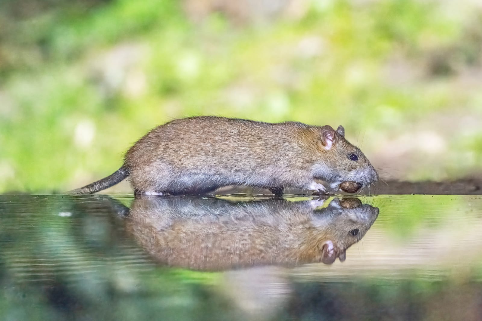 Live Norway rat beside shallow water