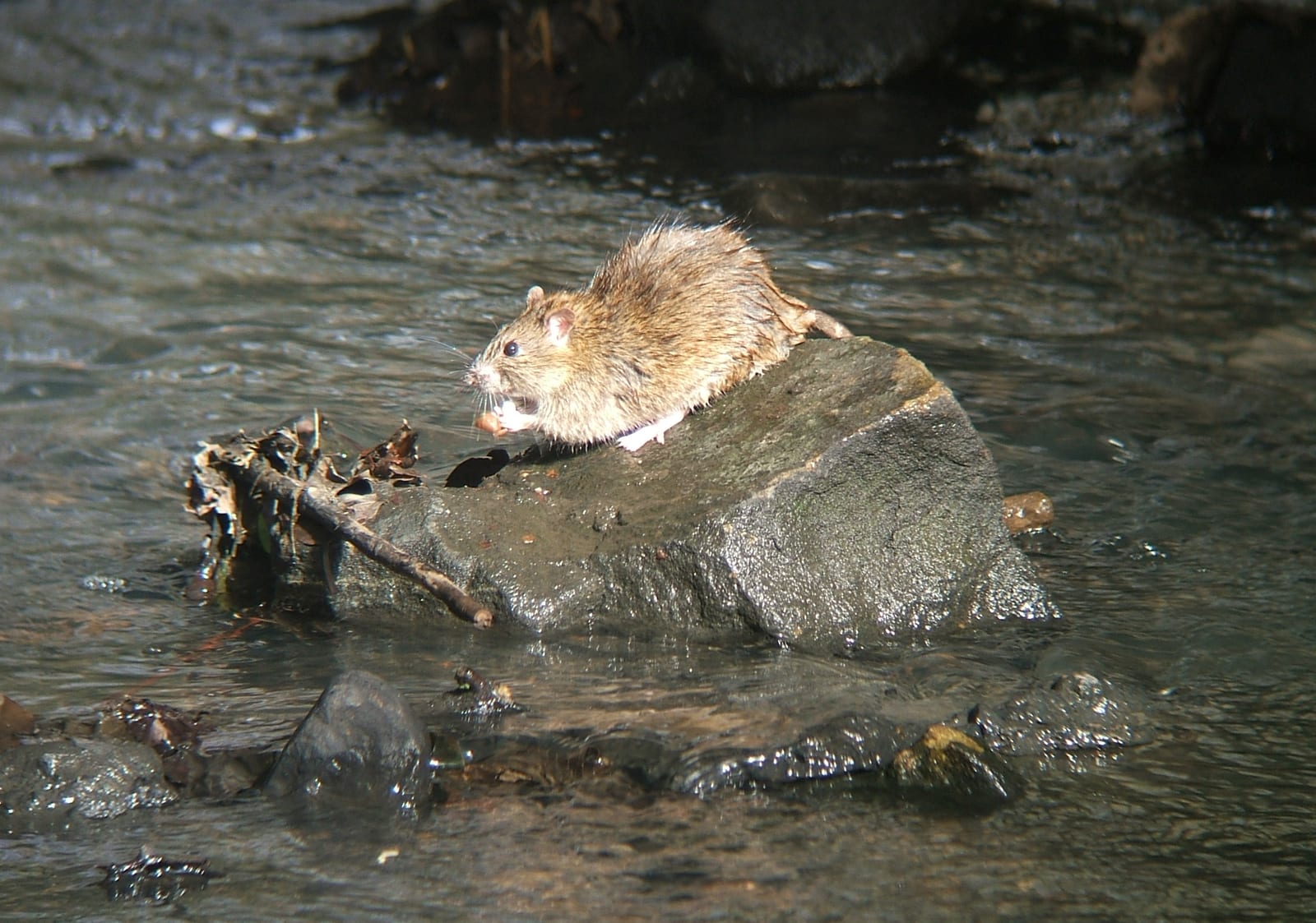 Brown rat crossing stones in a stream