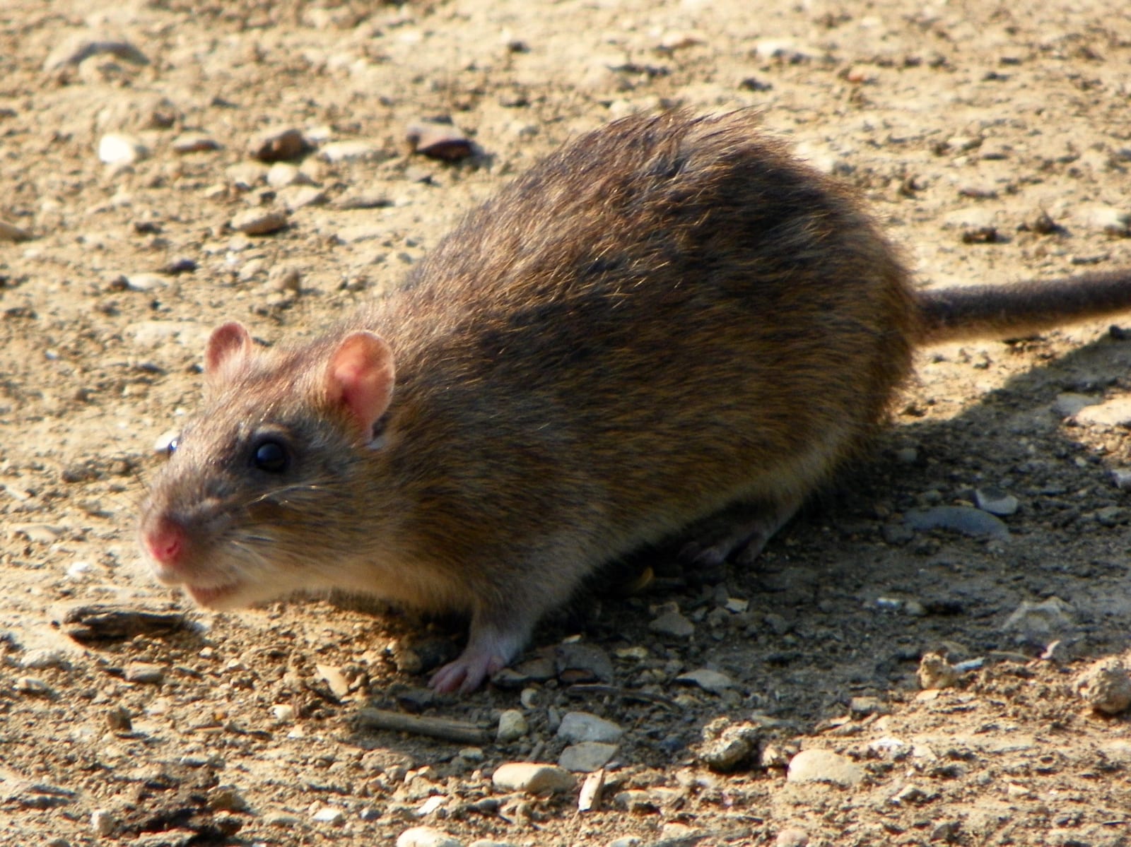 Norway rat feeding in short vegetation