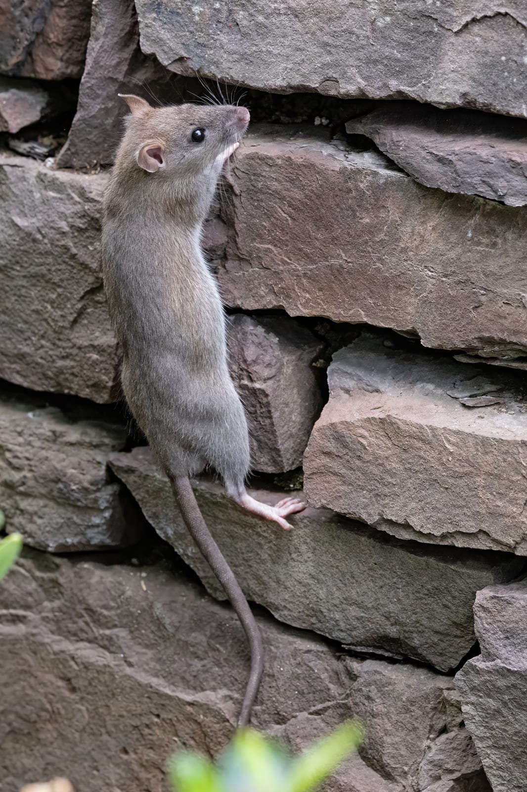Brown rat standing beside rocks in an urban park