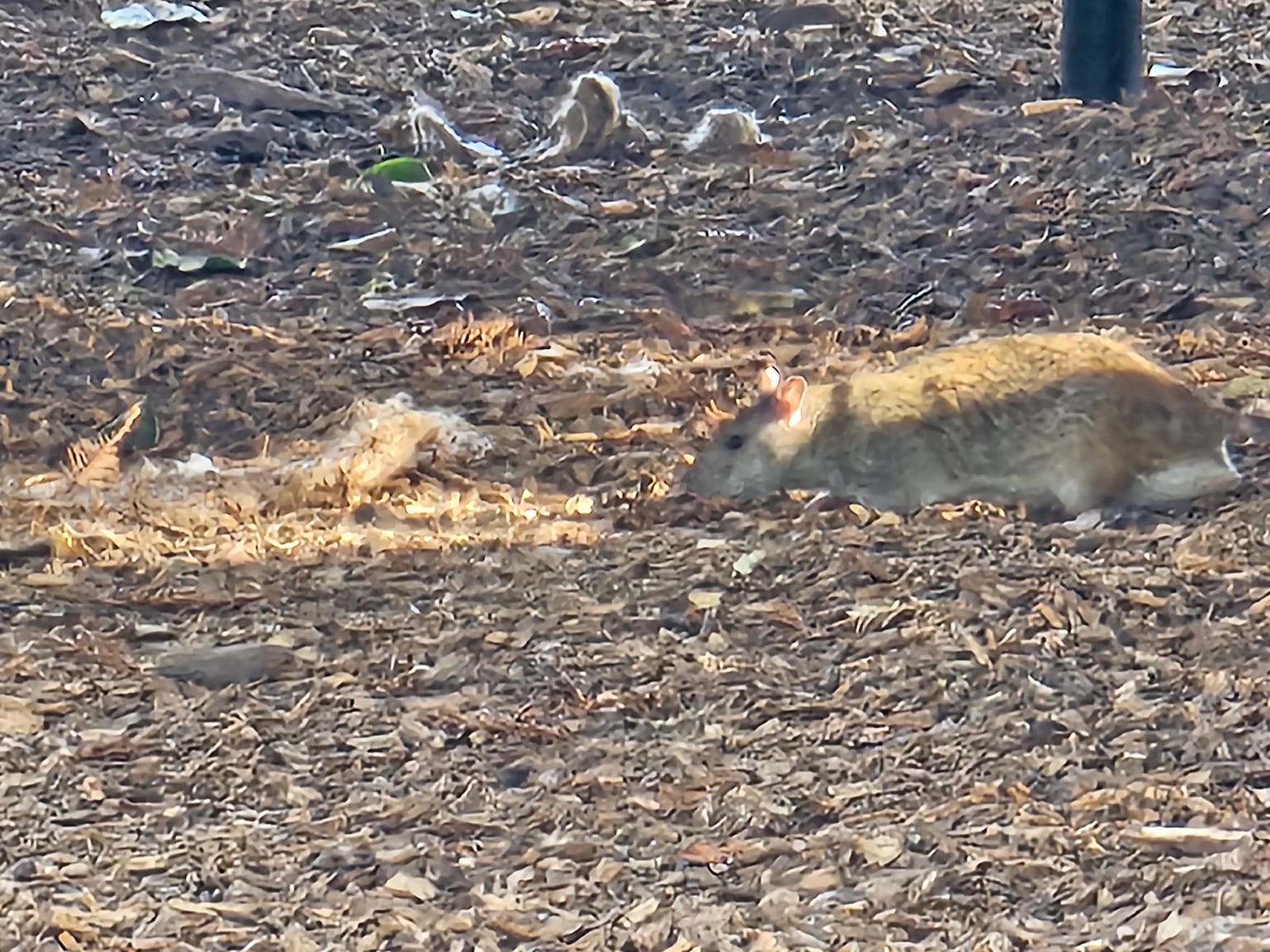 Live Norway rat walking through debris beside human structures