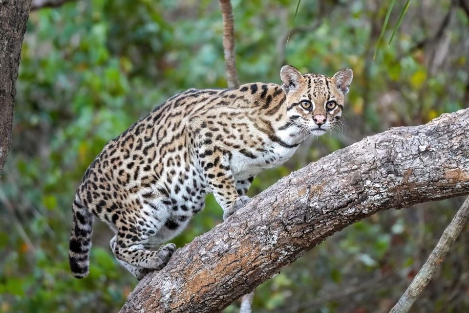 Wild ocelot standing alert on a mossy branch in a Brazilian forest
