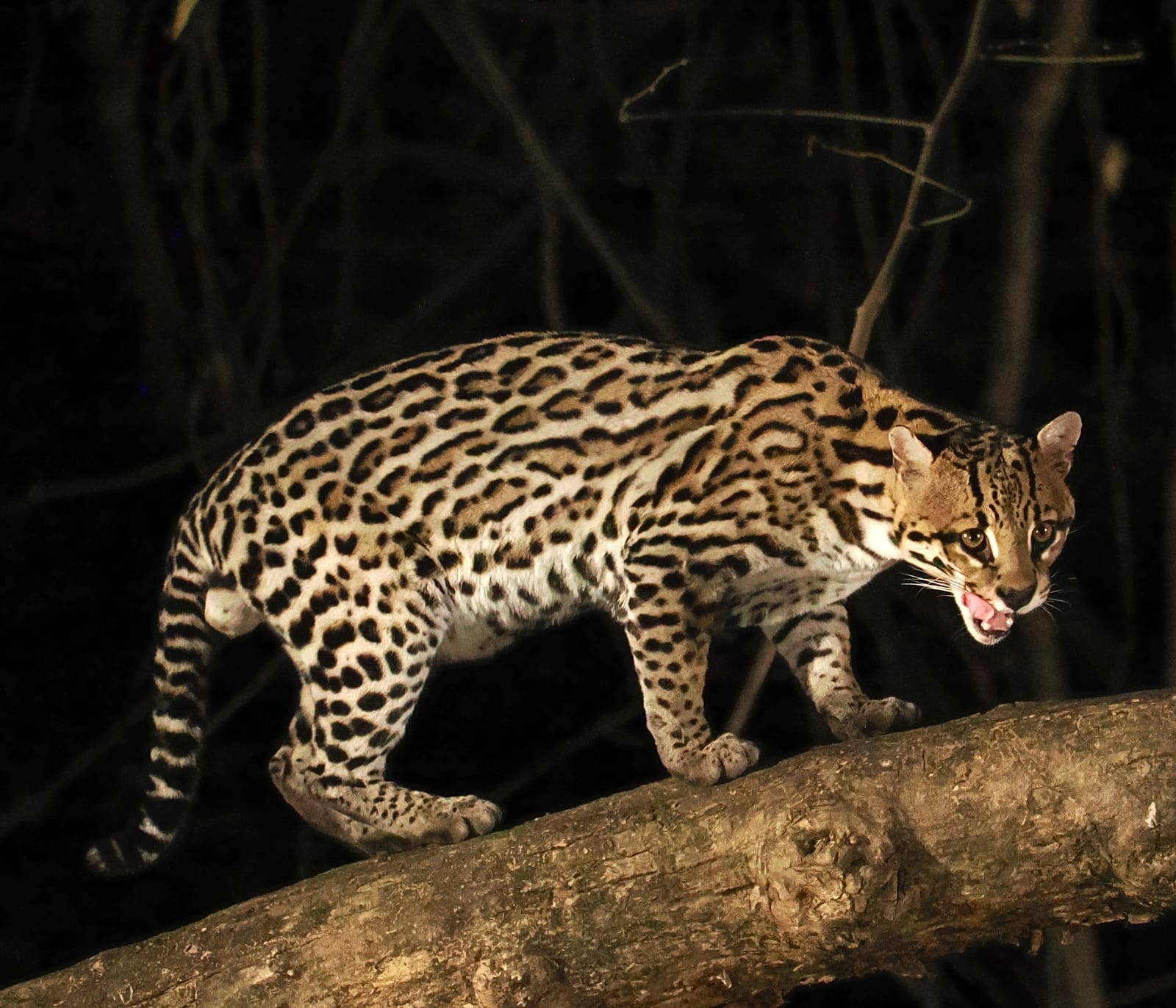Ocelot walking along a fallen log at night, mouth slightly open