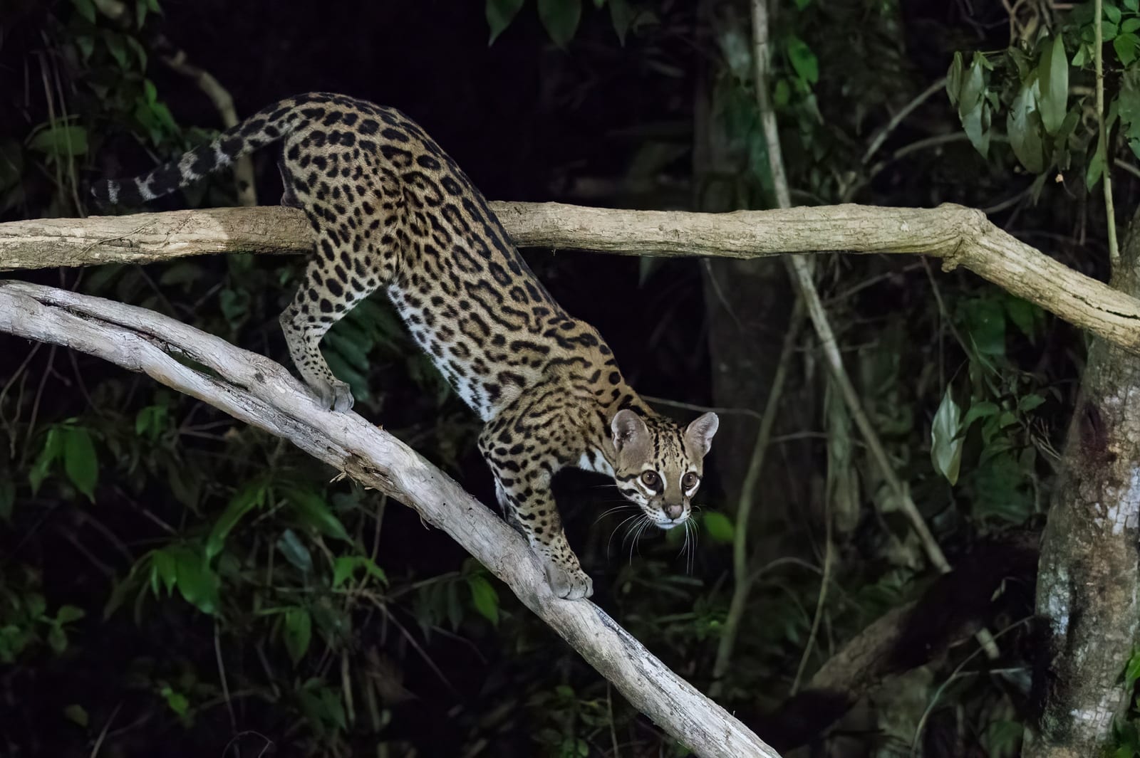 Ocelot descending a forest branch at night, looking directly at the camera