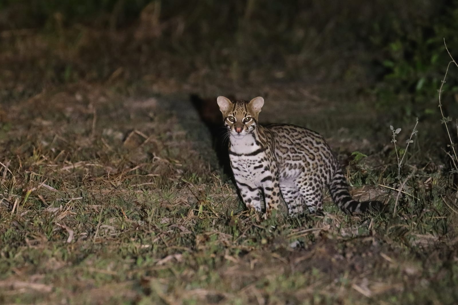 Ocelot crouched alert in dry grass at night, ears up