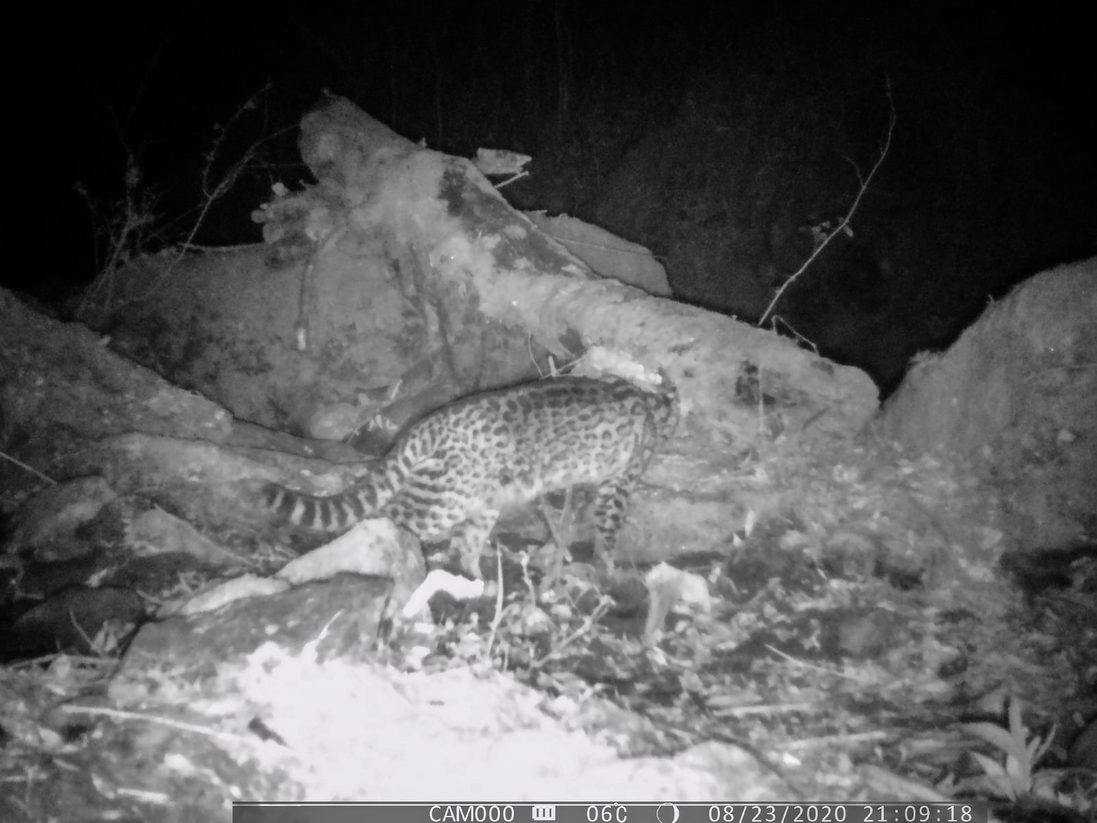 Ocelot walking through daylight leaf litter, glancing toward the camera