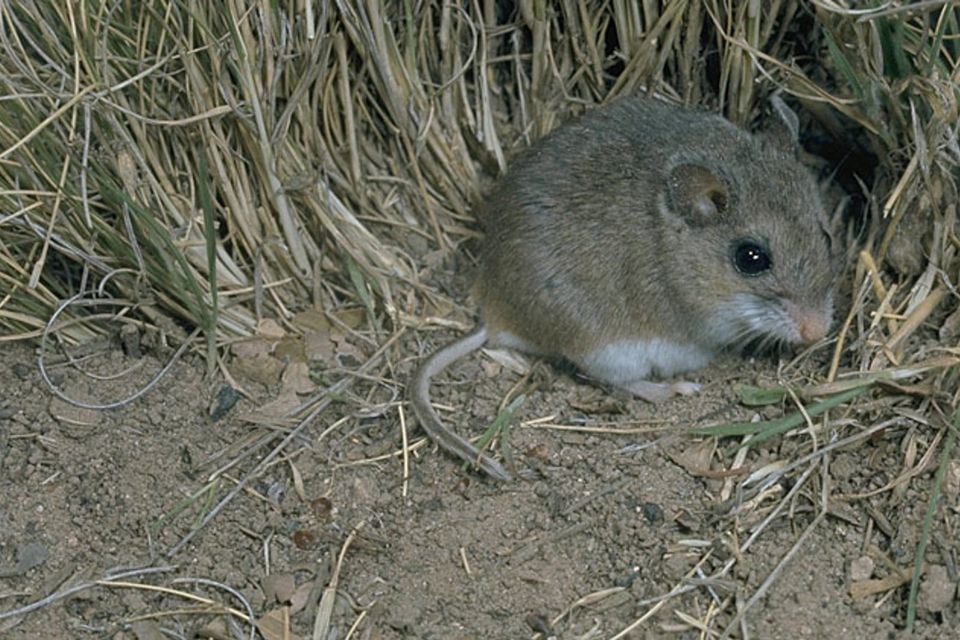 Peromyscus polionotus oldfield mouse