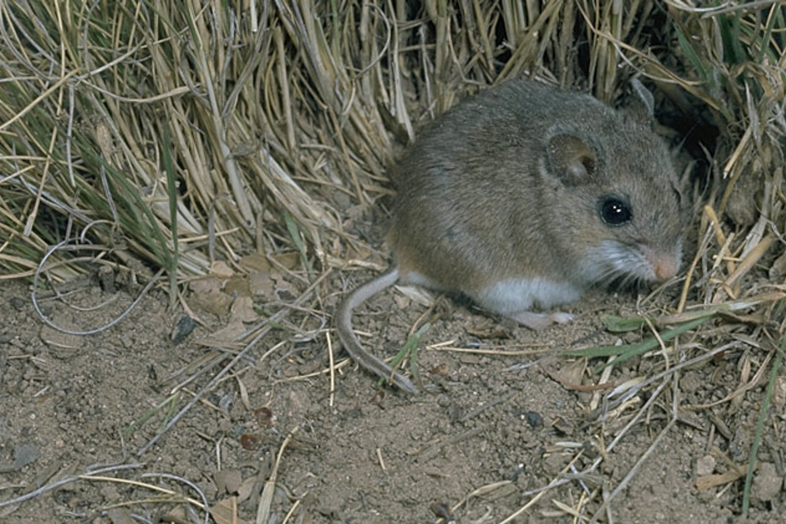 Peromyscus polionotus oldfield mouse