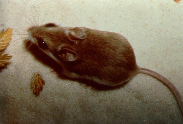 Alabama beach mouse (Peromyscus polionotus ammobates), a pale coastal subspecies of the oldfield mouse, crouched on light sand