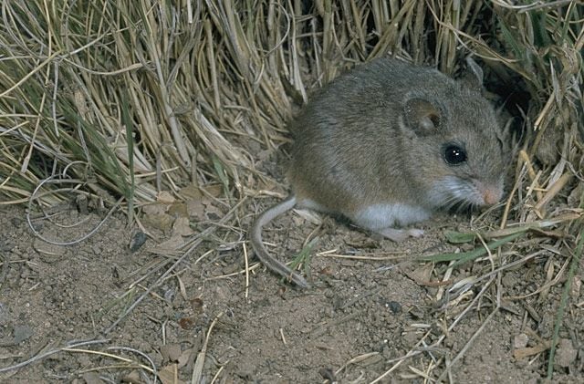 Live oldfield mouse at the edge of grass cover