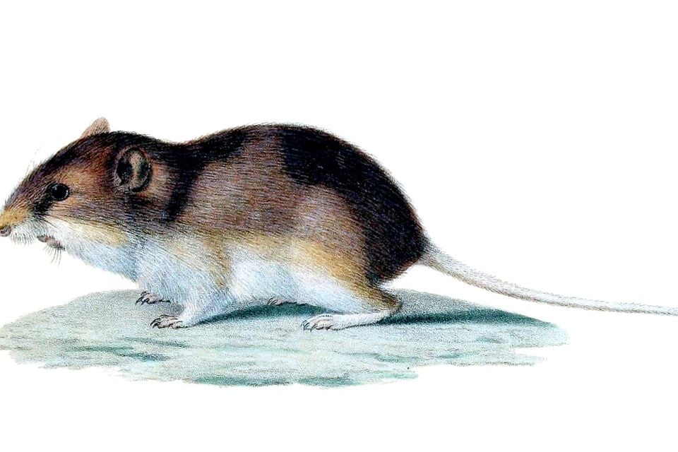 Olive-backed pocket mouse in grass and dry litter at night