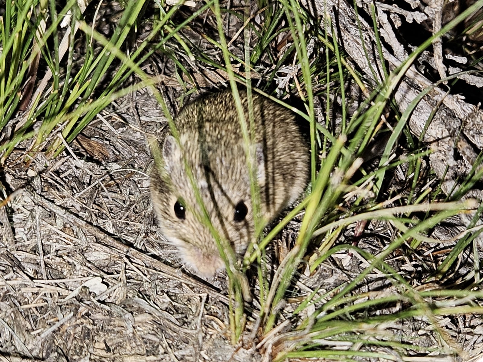 Olive-backed pocket mouse in grass and dry litter at night