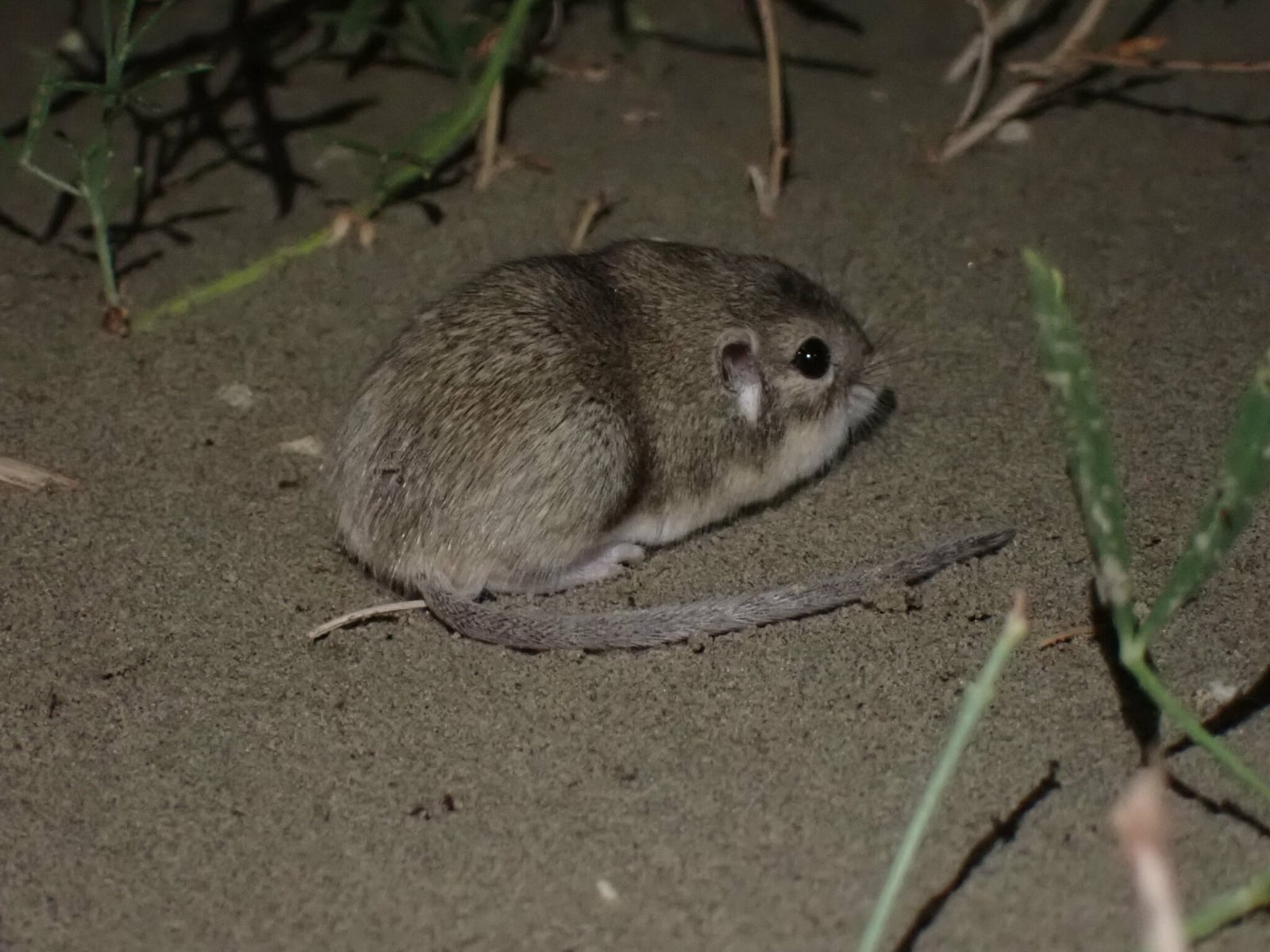 Olive-backed pocket mouse crouched on sandy soil at night