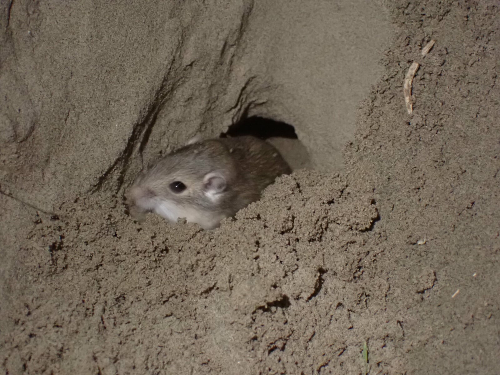 Olive-backed pocket mouse emerging from a burrow in loose soil