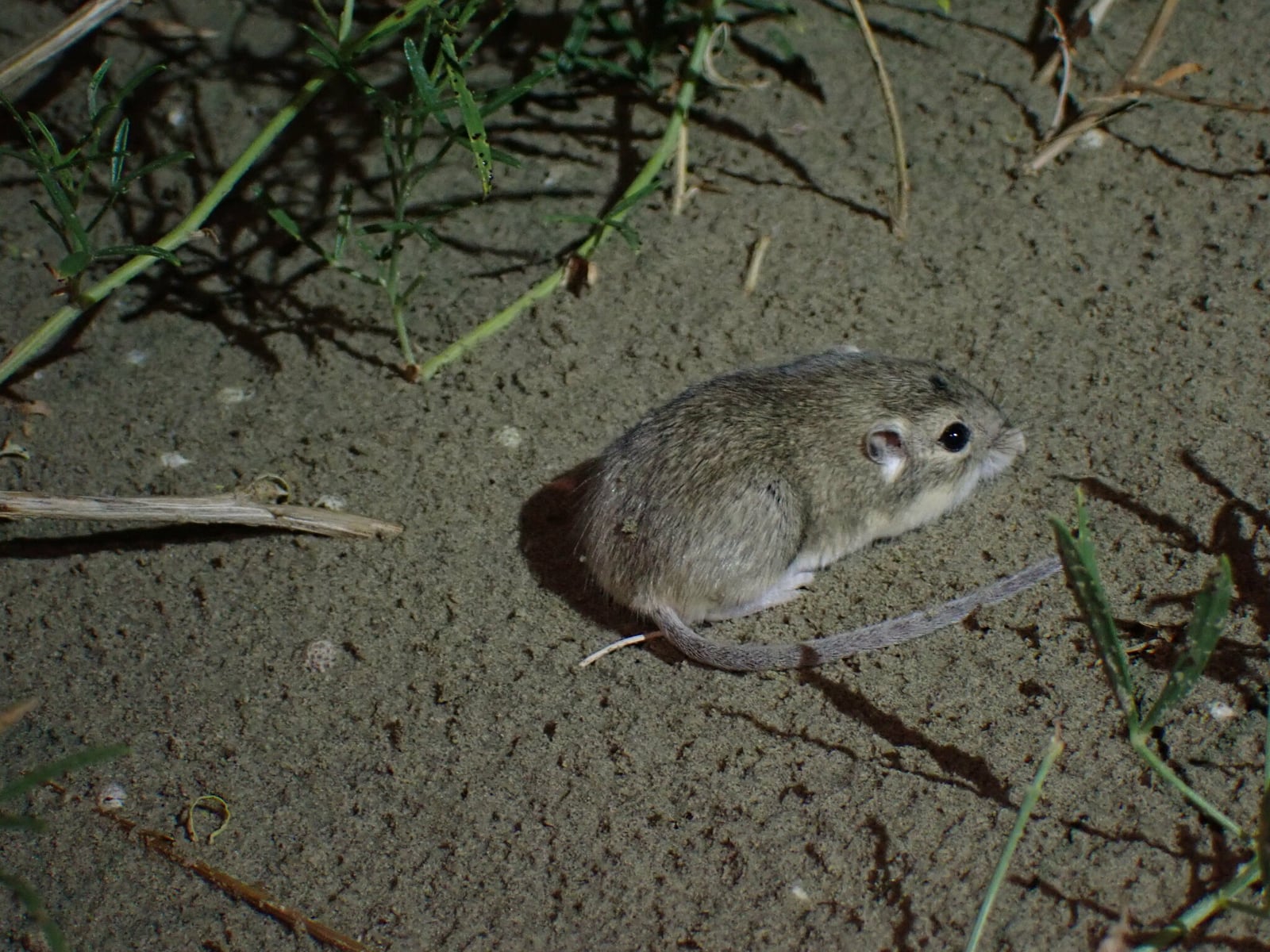 Olive-backed Pocket Mouse (Perognathus fasciatus)