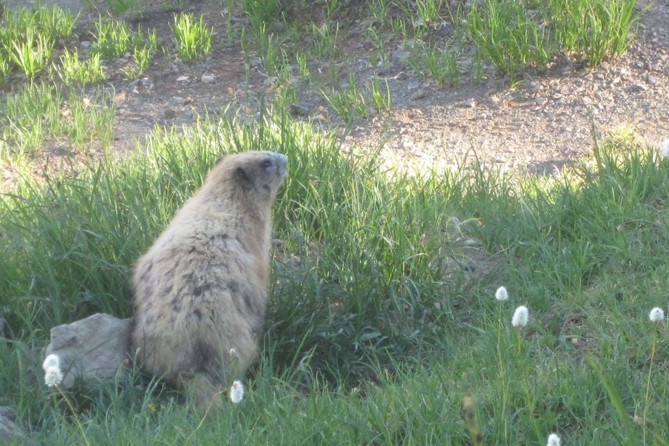 Olympic marmot (9596419944)