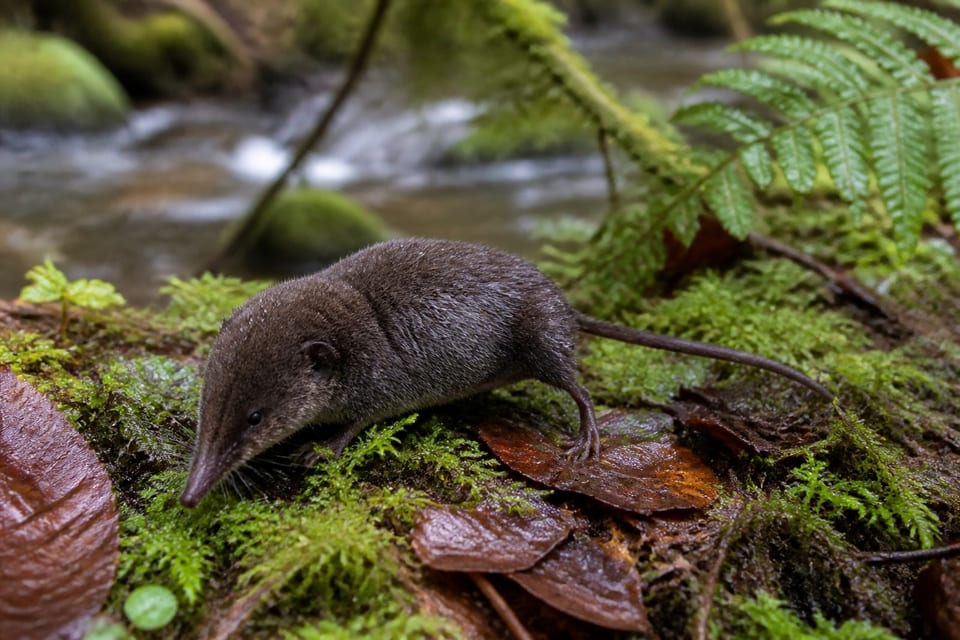 AI-generated image: Olympic Shrew foraging among moss and ferns in a damp Pacific Northwest streamside thicket. No public-domain photograph of this species exists. This image was generated with AI from verified reference material and reviewed by our editorial team for accuracy.