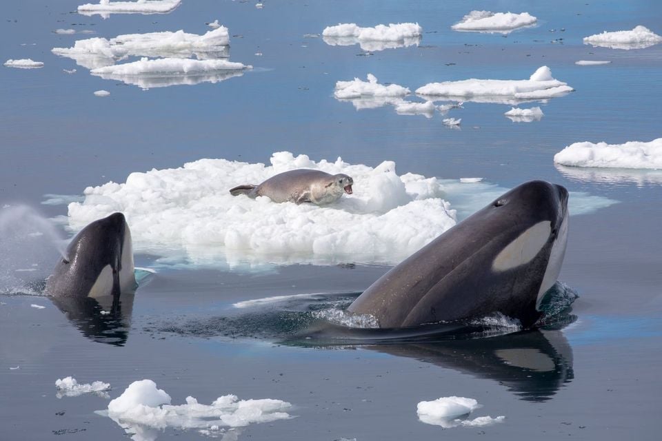 Killer Whales Hunting a Seal