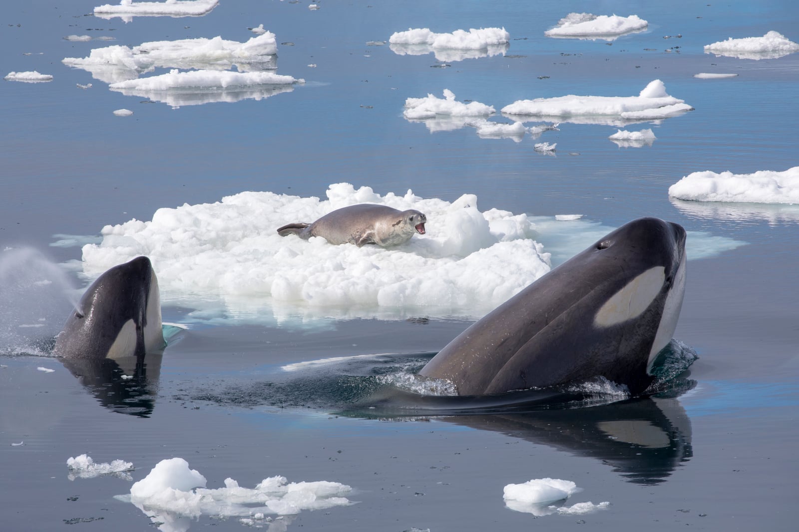 Killer Whales Hunting a Seal