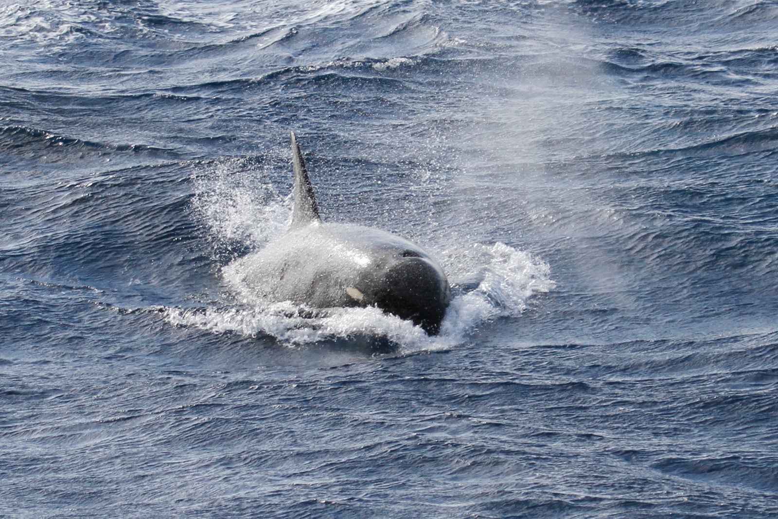 Wild orca surfacing in open ocean, dorsal fin and blow visible