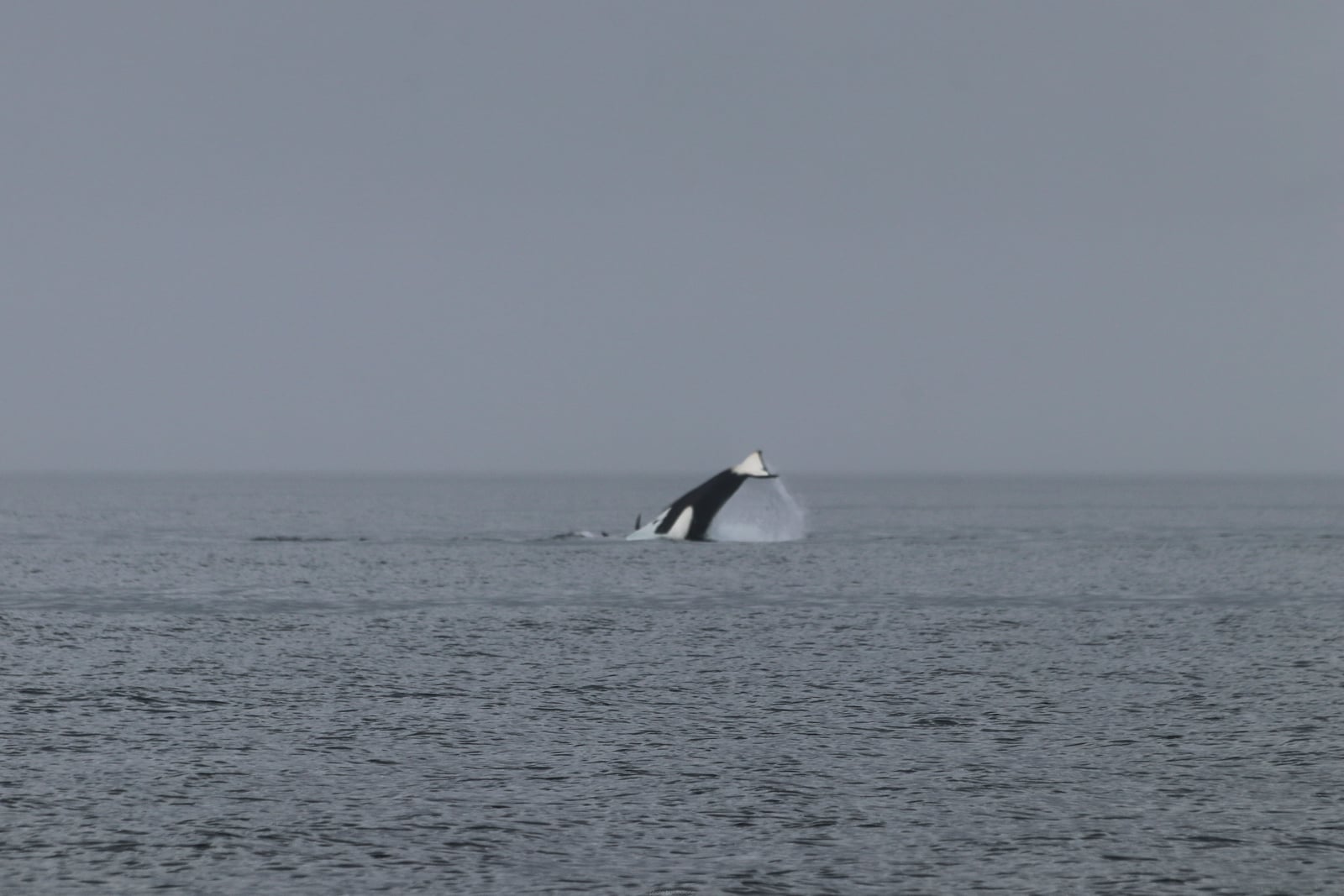Orca off Telegraph Cove, Vancouver Island