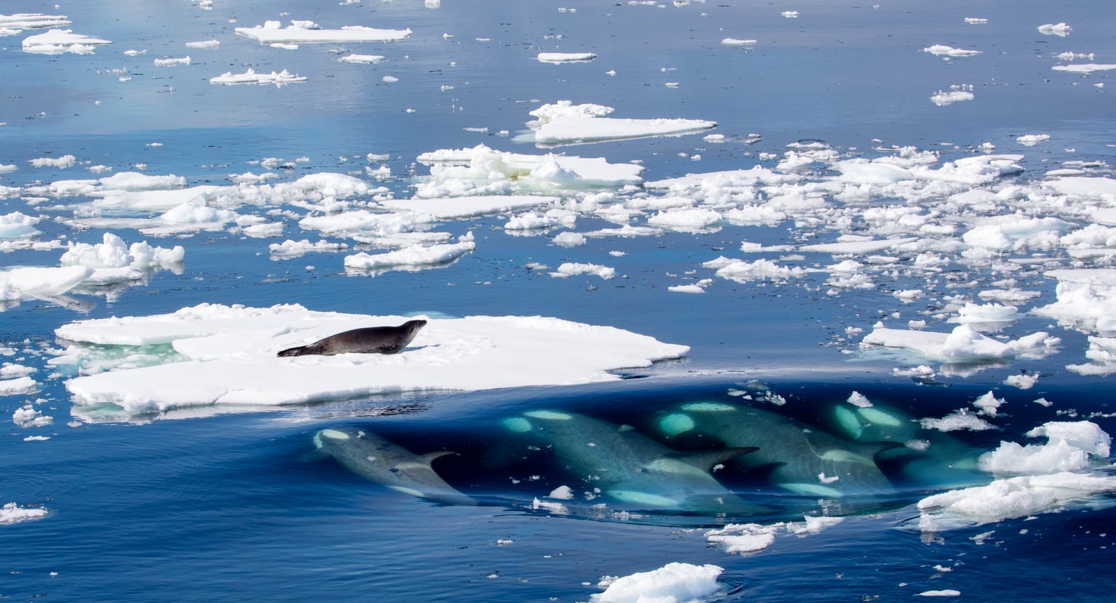 Killer Whales Hunting a Crabeater Seal