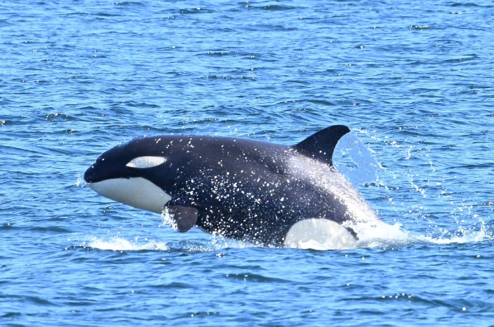 Orca (Orcinus orca)