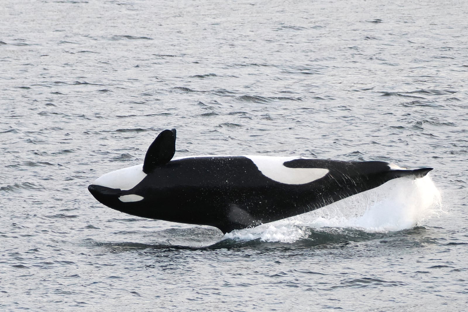 Wild orca breaching clear of gray ocean water, black-and-white markings visible