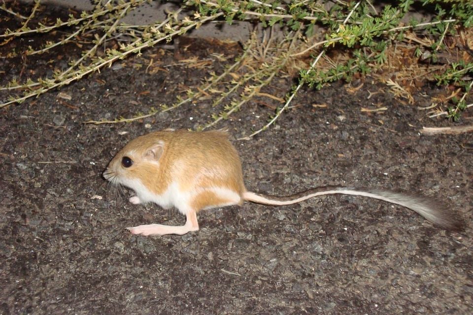 Ord's kangaroo rat standing in profile, showing its huge hind feet and long tufted tail