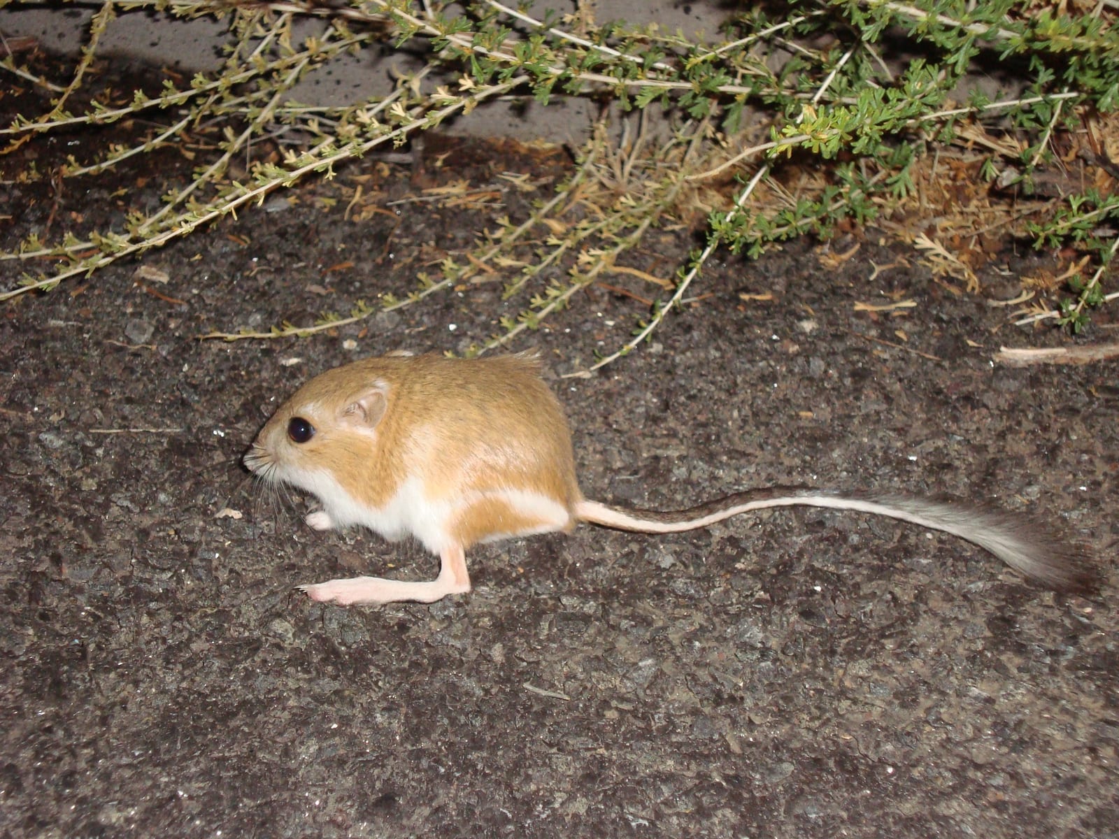 Ord's kangaroo rat standing in profile, showing its huge hind feet and long tufted tail