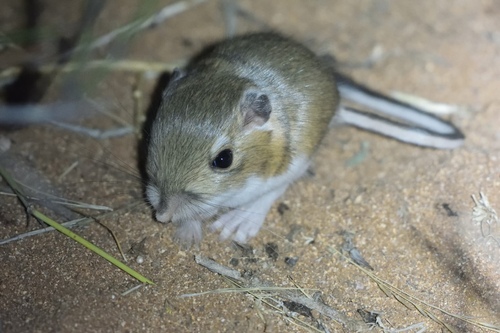 Ord's kangaroo rat pausing alert at night, whiskers and dark eye lit by flash