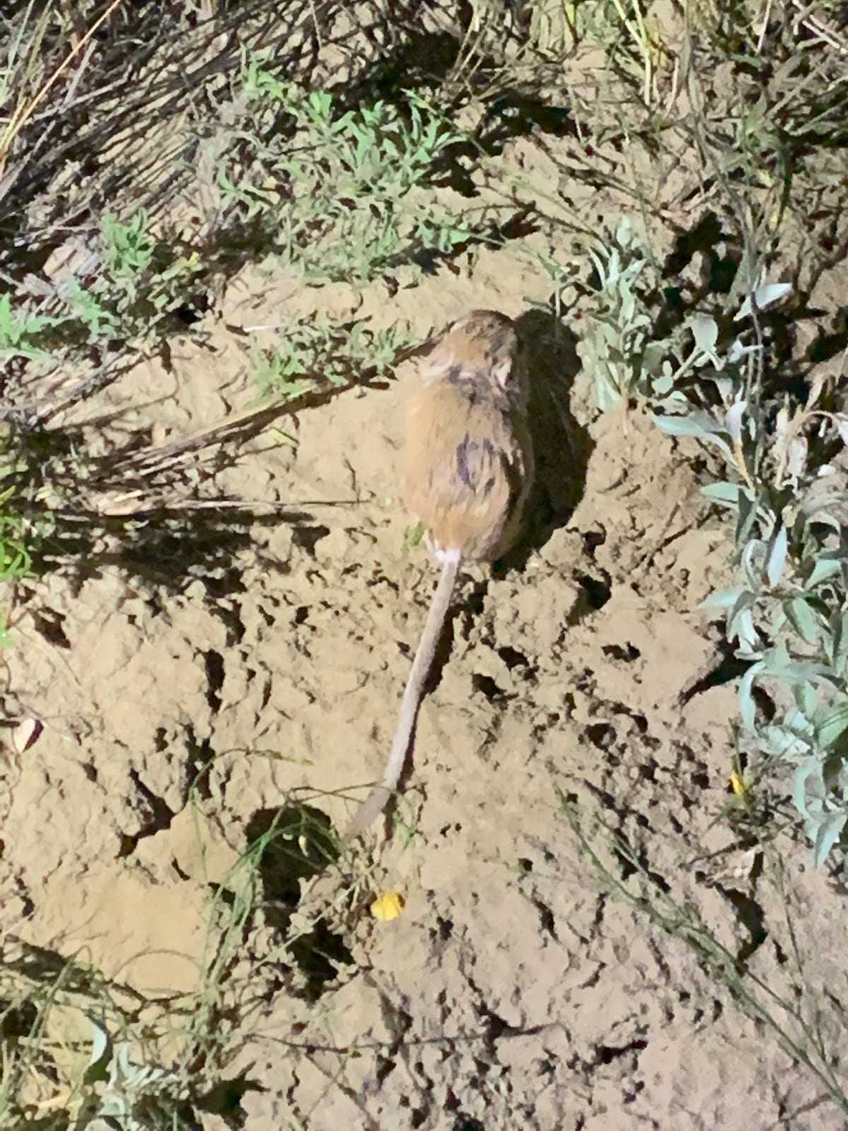 Ord's kangaroo rat sitting upright in sandy scrub habitat
