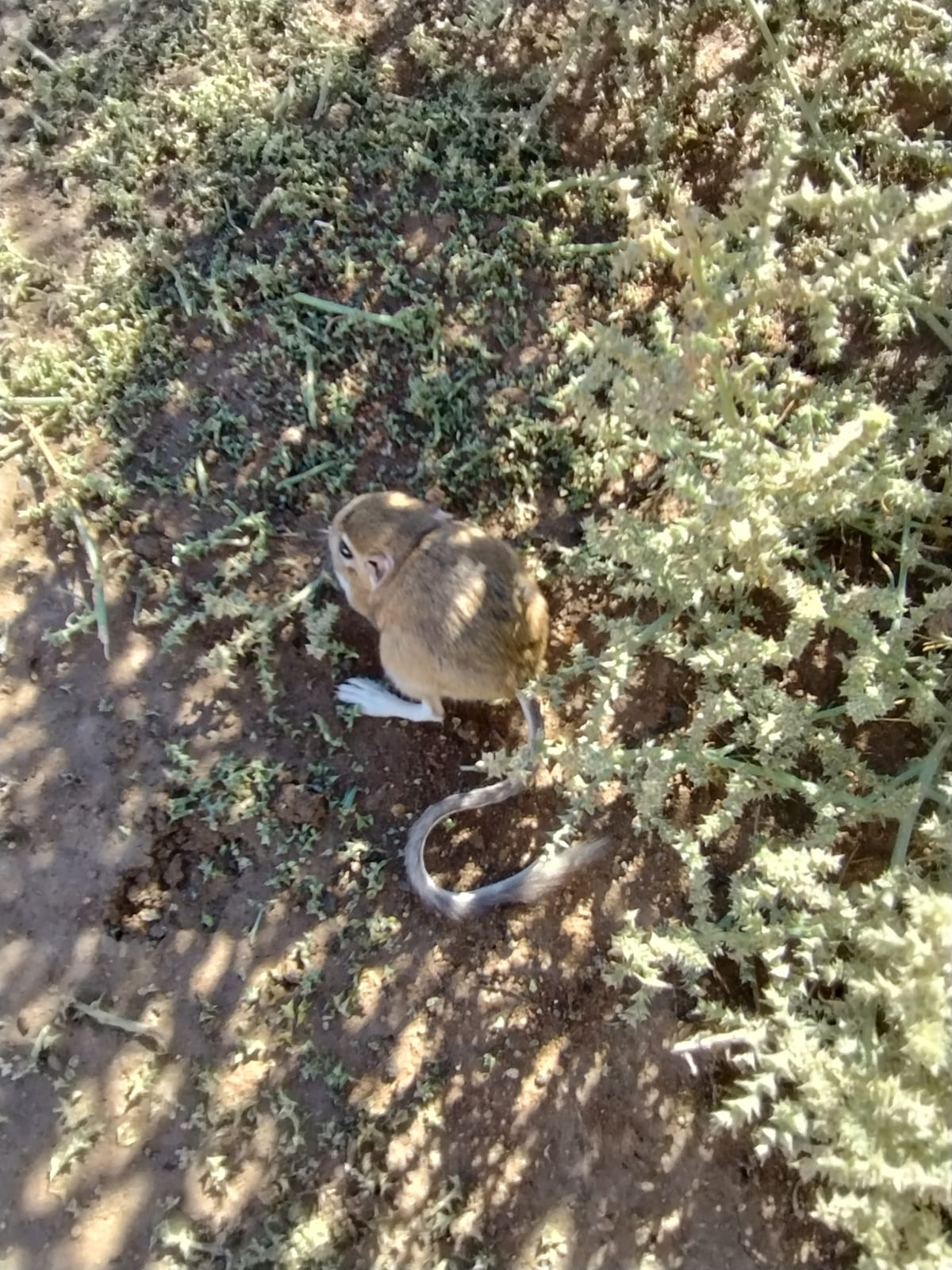 Ord's kangaroo rat among low shrubs on open sand
