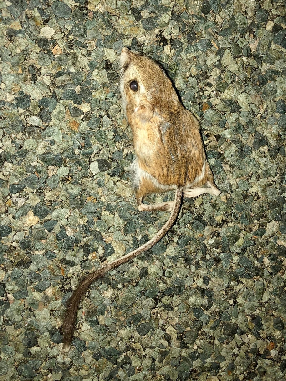 Ord's kangaroo rat standing on gravel, showing its big ears and hind feet