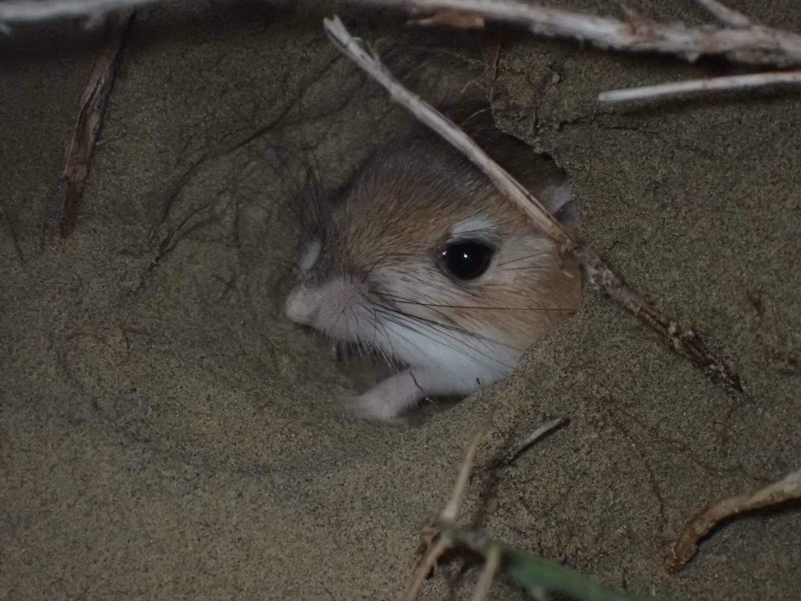 Ord's kangaroo rat peering out from its burrow entrance in sand