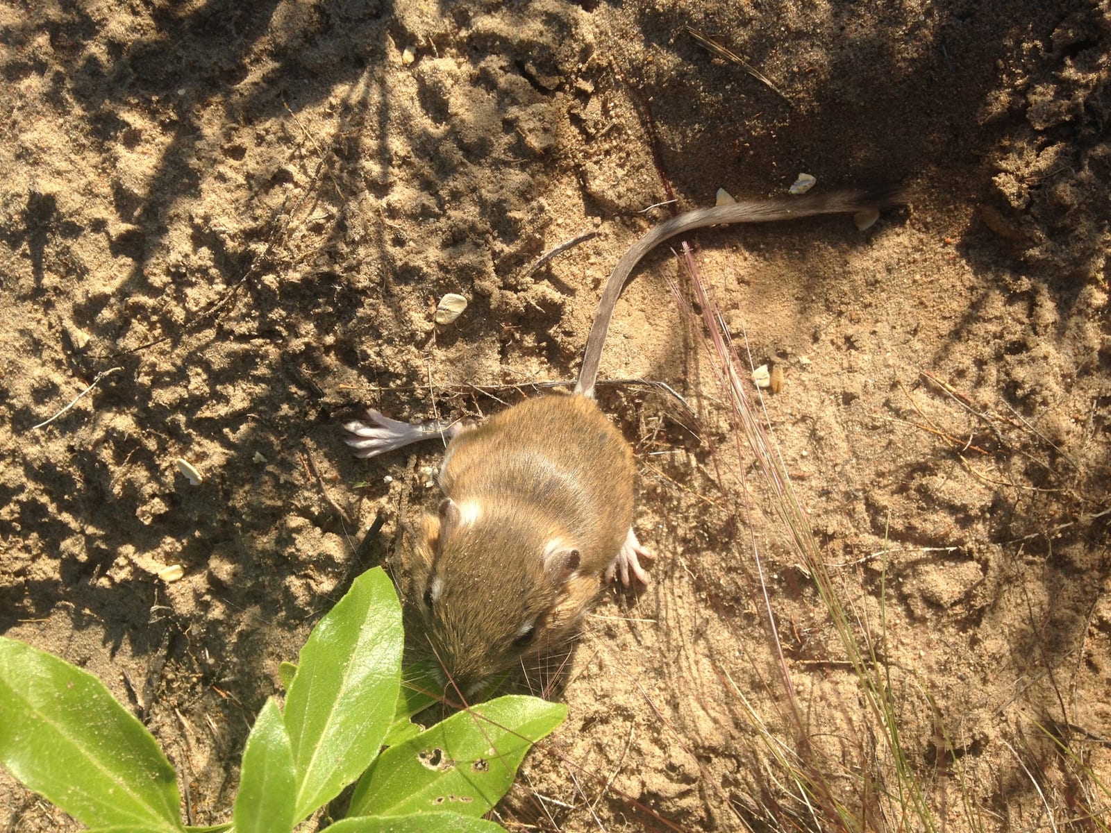 Ord's kangaroo rat foraging on open sand beside green forb growth