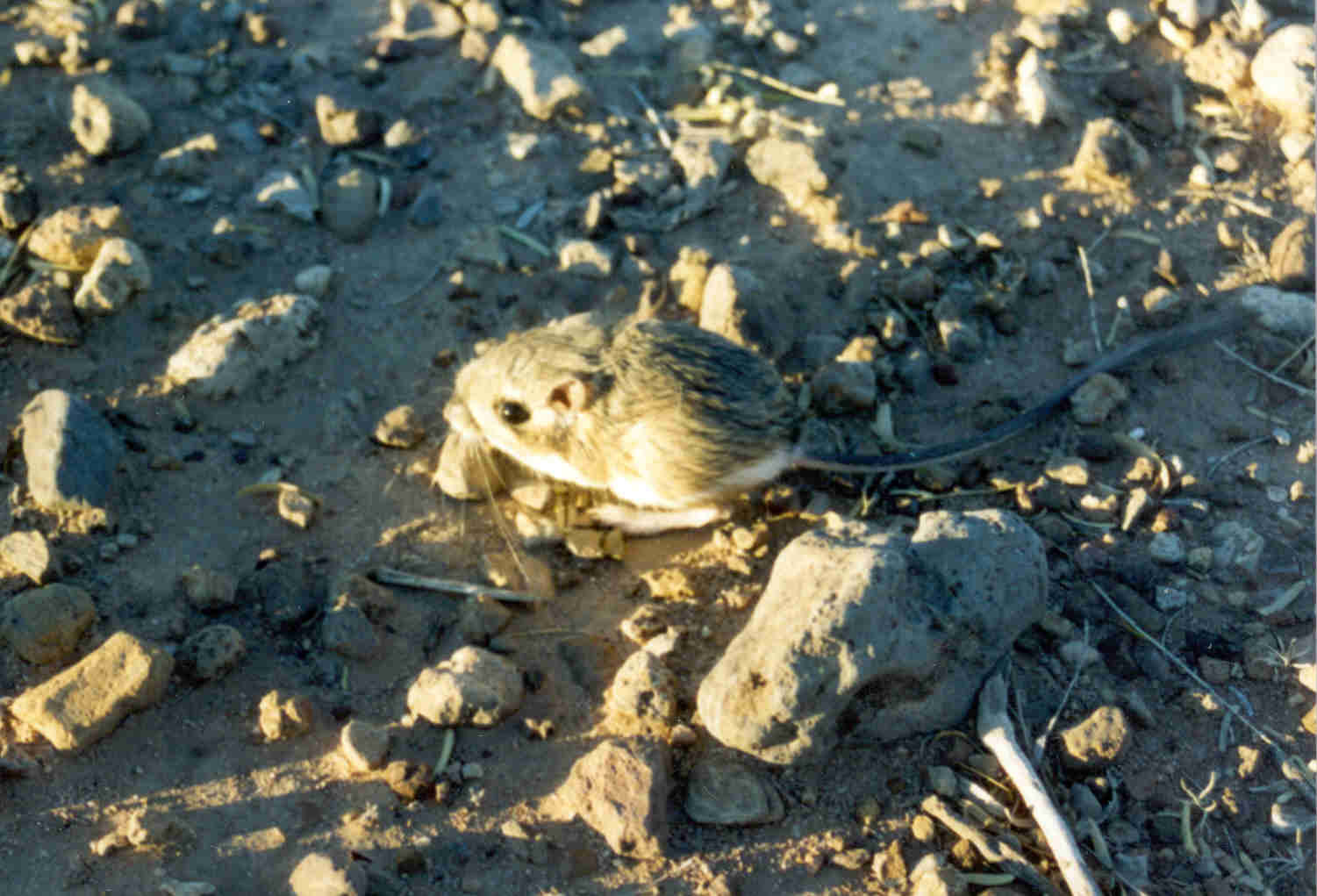 Ord's kangaroo rat standing alert on rocky ground, showing its overall build and dark-tipped tail