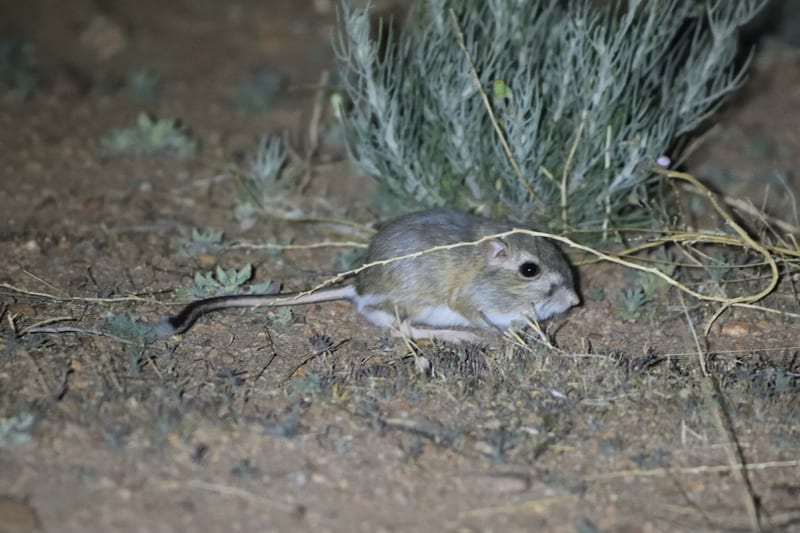 Banner-tailed kangaroo rat (Dipodomys spectabilis)