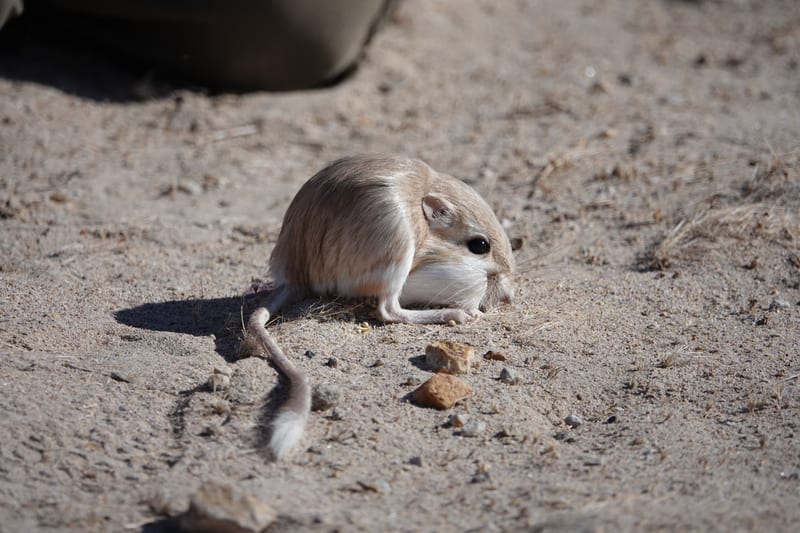 Desert kangaroo rat (Dipodomys deserti)